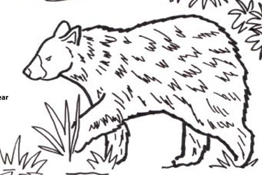 Florida Black Bear Coloring Page